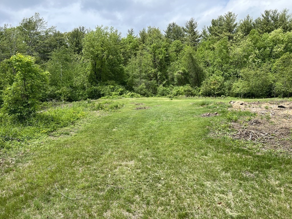 a view of a big yard with plants and large trees