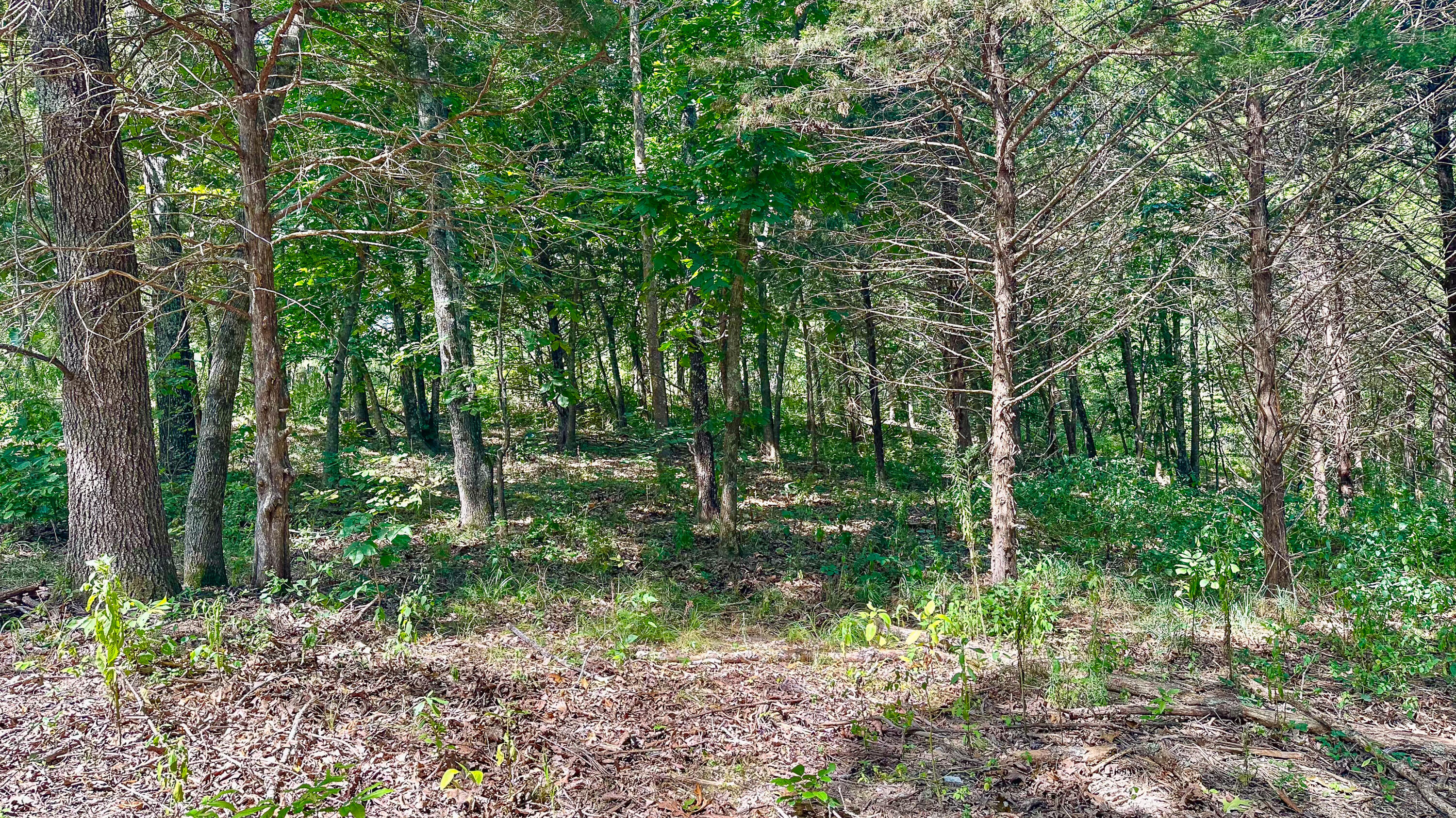 8380 St George Road Hartville, MO 65667 - Photo 25 of 43 St George Rd-25