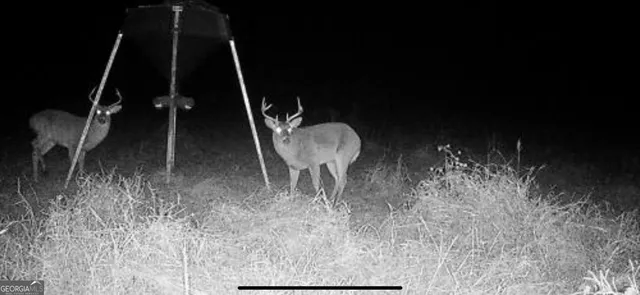 $339,900 | 0 District Line Road, Cuthbert, GA 39840