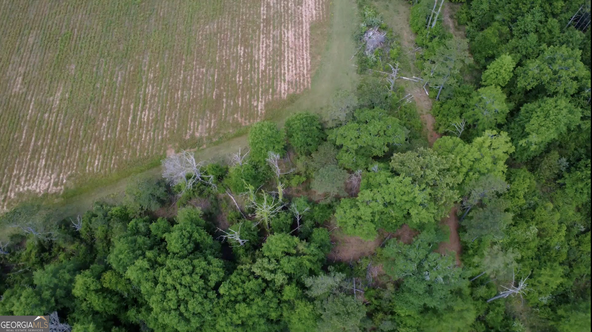 0 District Line Road Cuthbert, GA 39840 - Photo 13 of 26