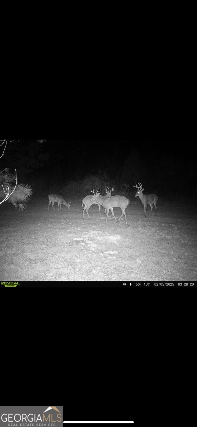 0 District Line Road Cuthbert, GA 39840 - Photo 19 of 26