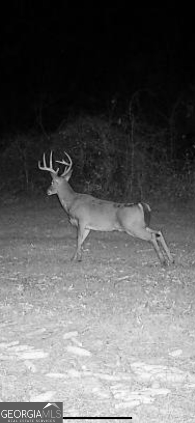 0 District Line Road Cuthbert, GA 39840 - Photo 25 of 26