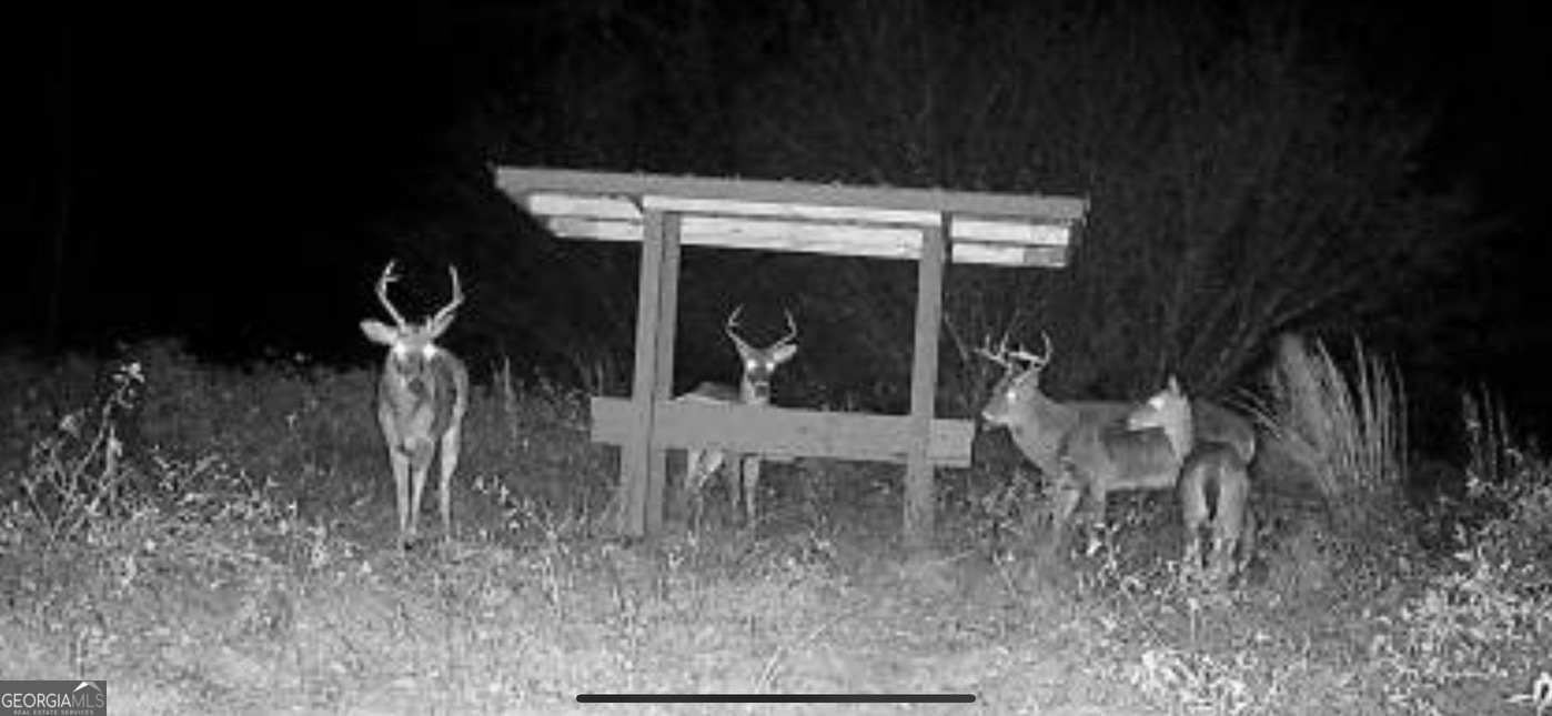 0 District Line Road Cuthbert, GA 39840 - Photo 10 of 26