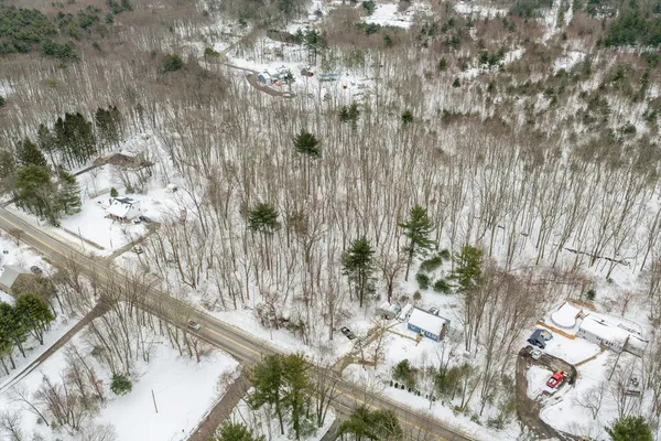 a view of a forest with a tree