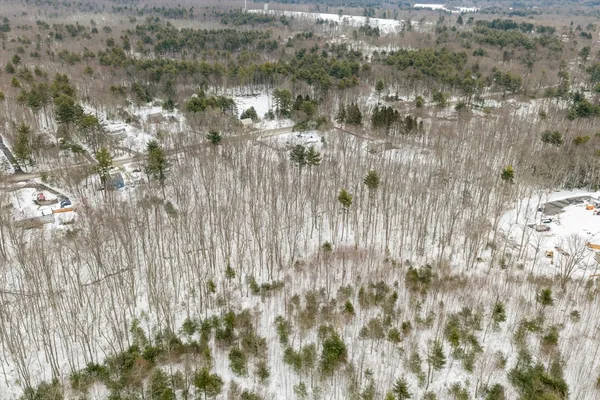 a close up of a plant in a yard