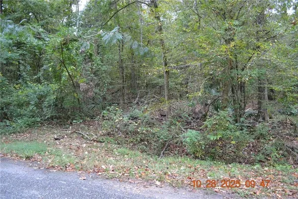 a view of a forest with trees in the background