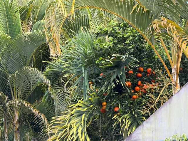 $420,000 | 16-2061 Orchid Drive, Pahoa, HI 96778