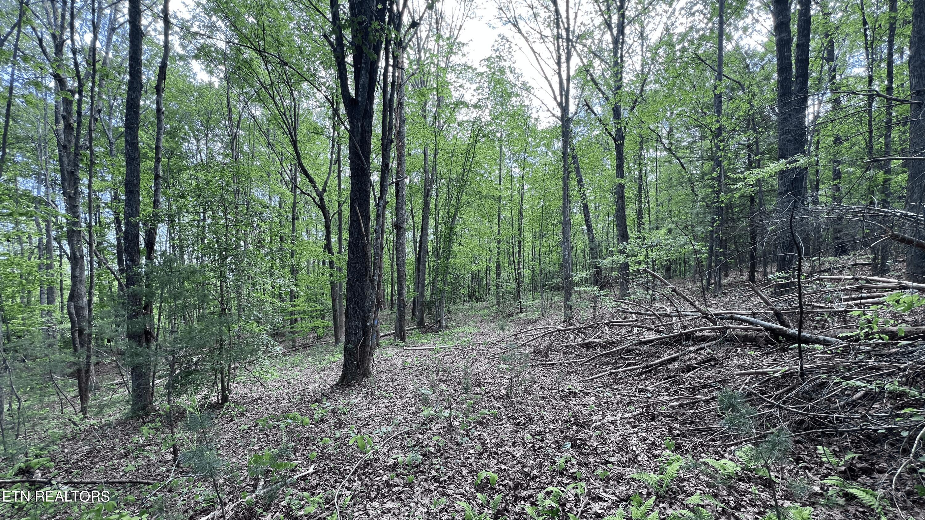 391 Ridge Road Lancing, TN 37770 - Photo 6 of 10 Lot