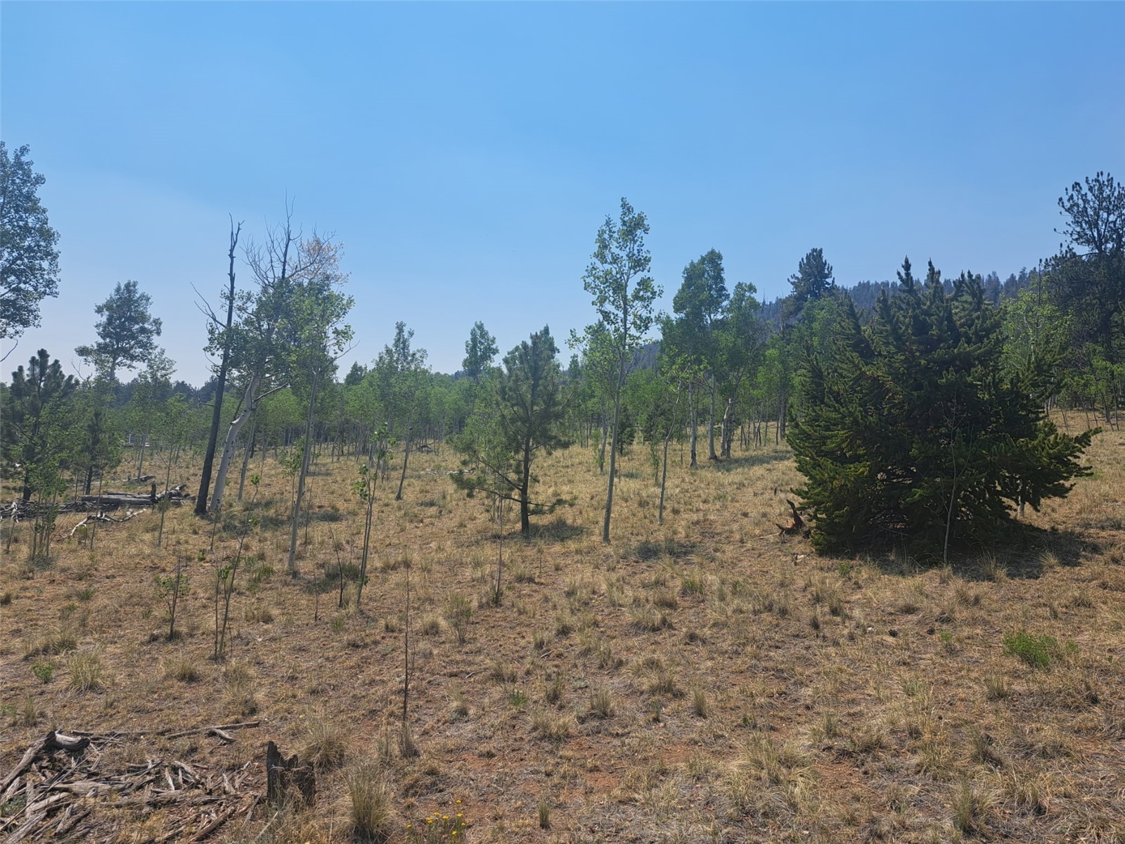 2338 Fitzsimmons Road Hartsel, CO 80449 - Photo 22 of 32
