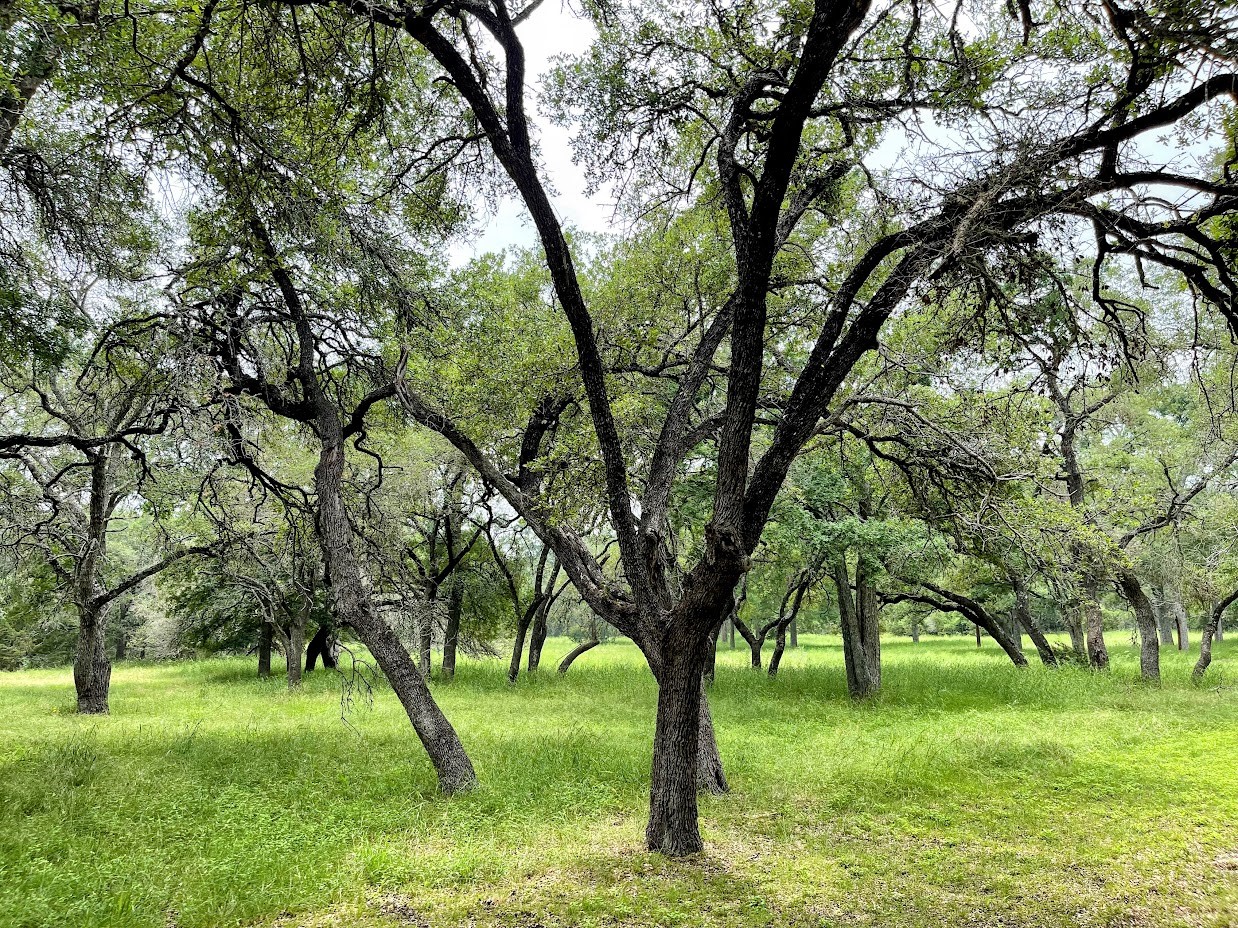 12 Ranch Road 12 Driftwood, TX 78619 - Photo 8 of 21 Trees and native pasture on the property...