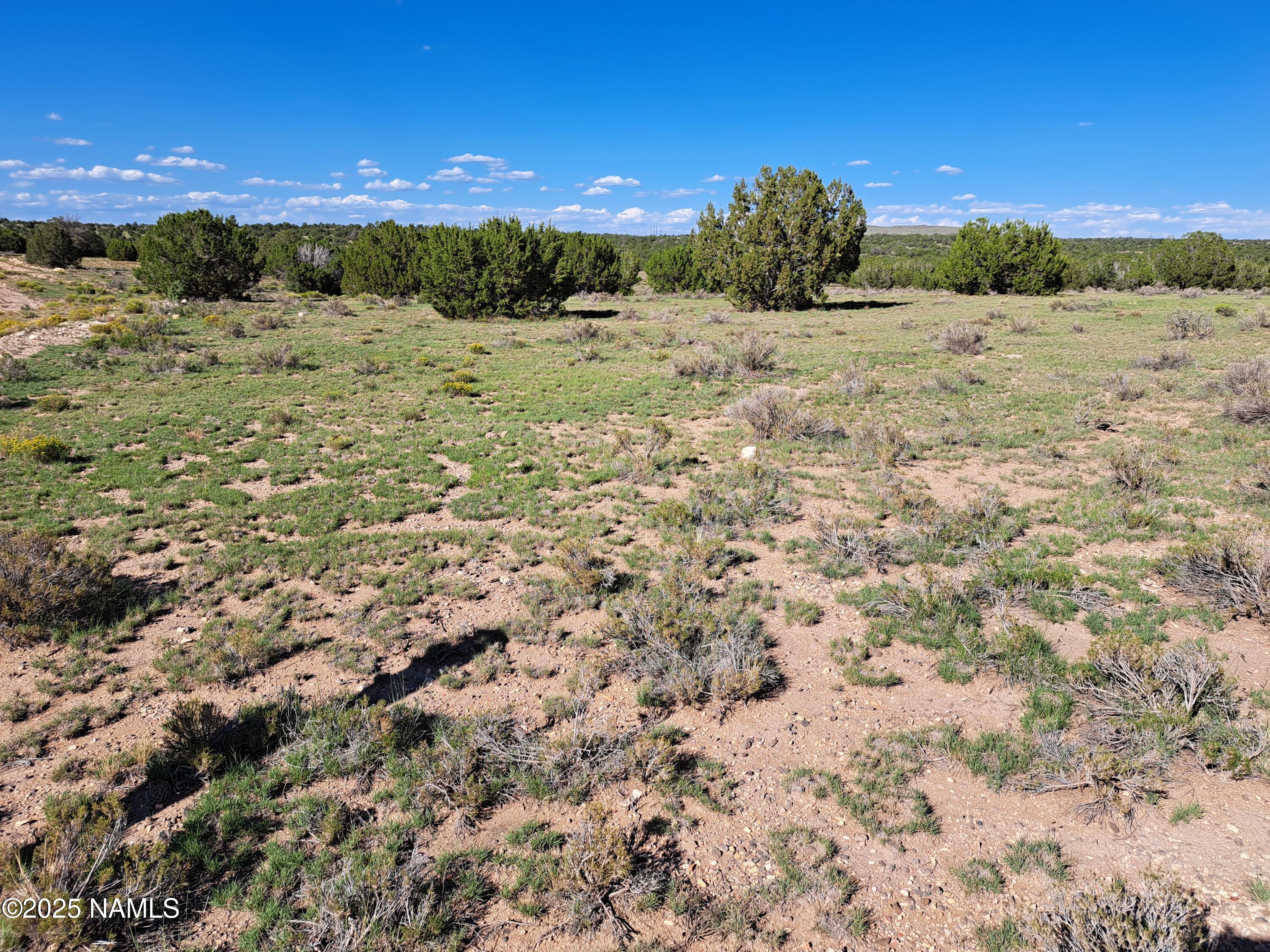 9835 Latigo Road Williams, AZ 86046 - Photo 4 of 7 a view of a dry yard with trees
