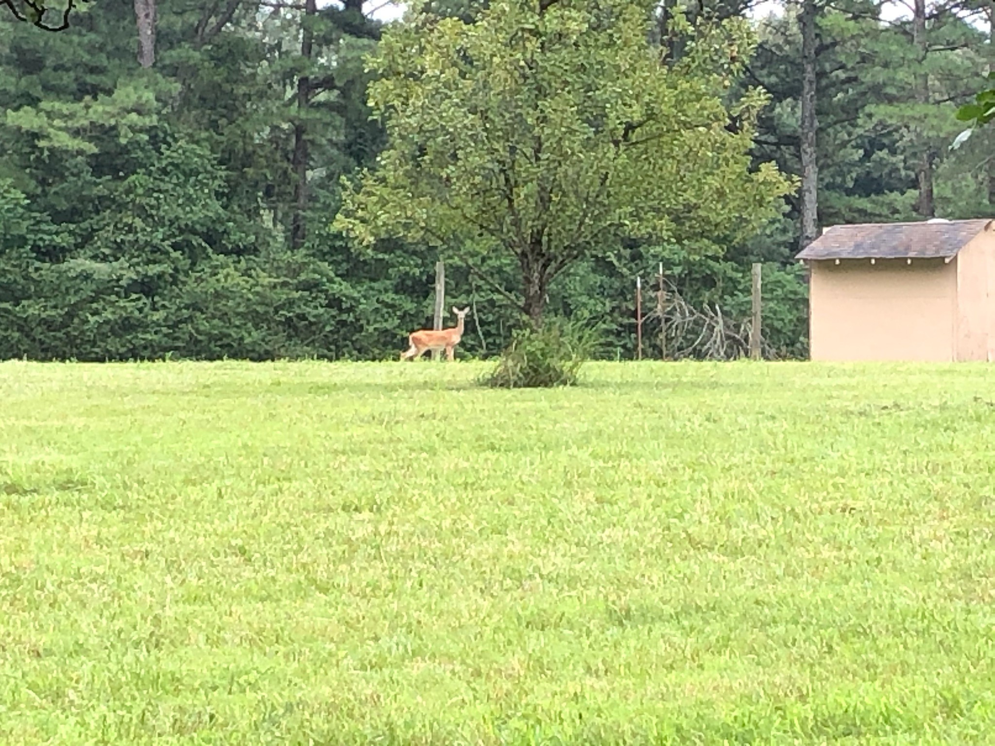 340 Shady Grove Road Flintville, TN 37335 - Photo 33 of 34 a view of a lake view