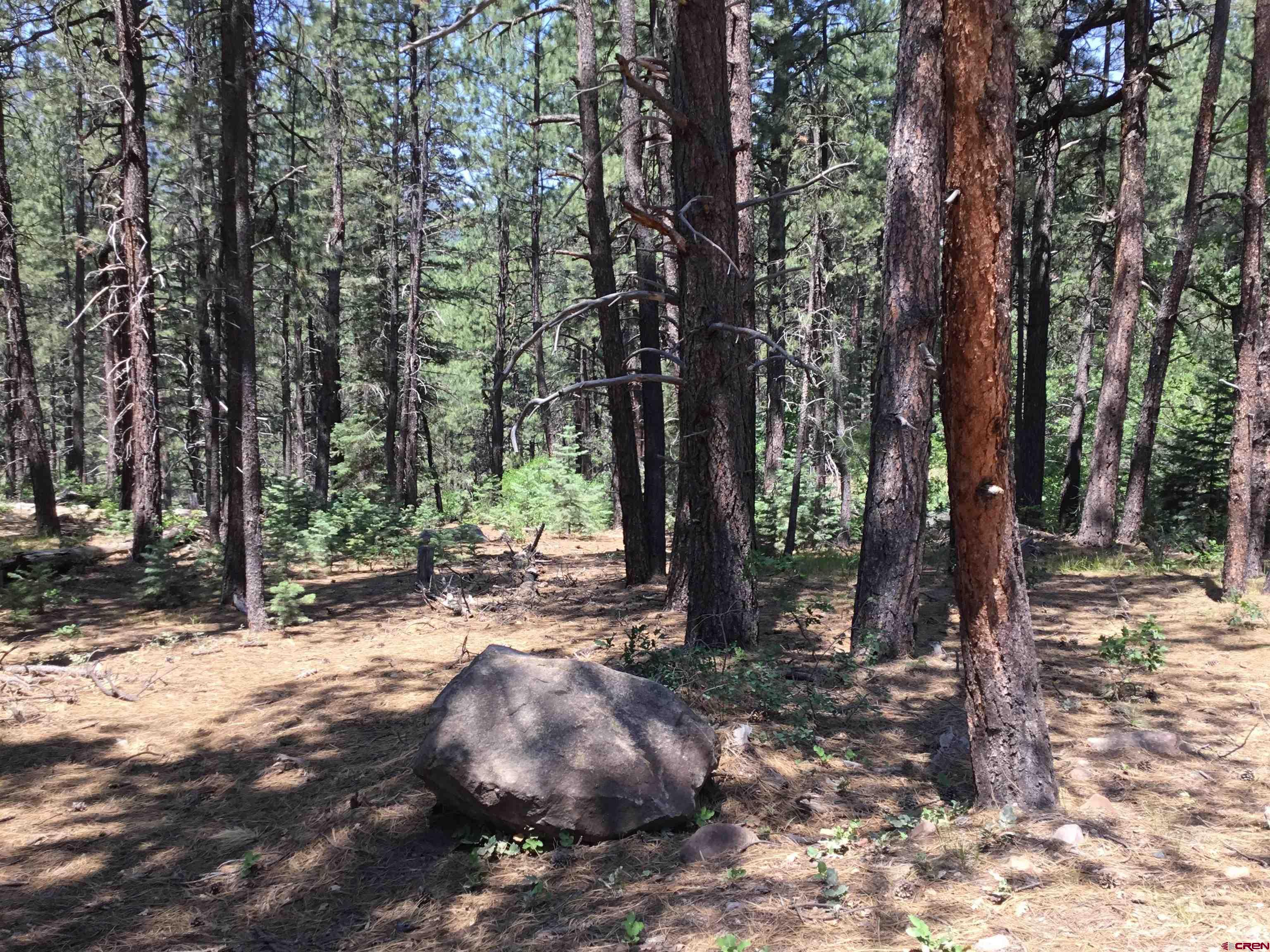 429 Enchanted Forest Bayfield, CO 81122 - Photo 2 of 16 a view of a tree in a yard