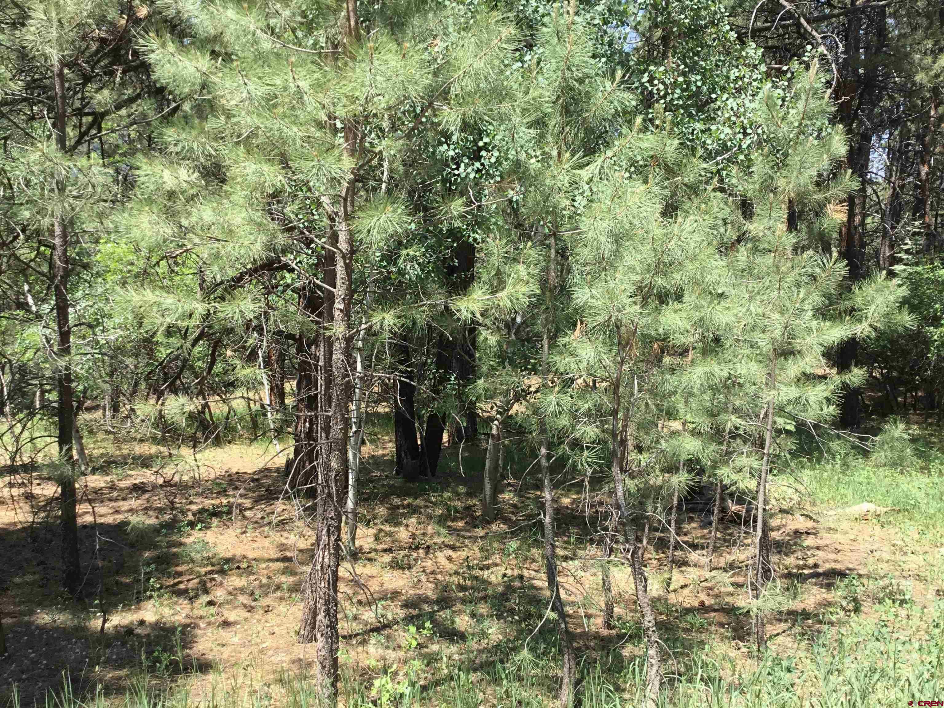 429 Enchanted Forest Bayfield, CO 81122 - Photo 3 of 16 a view of a forest