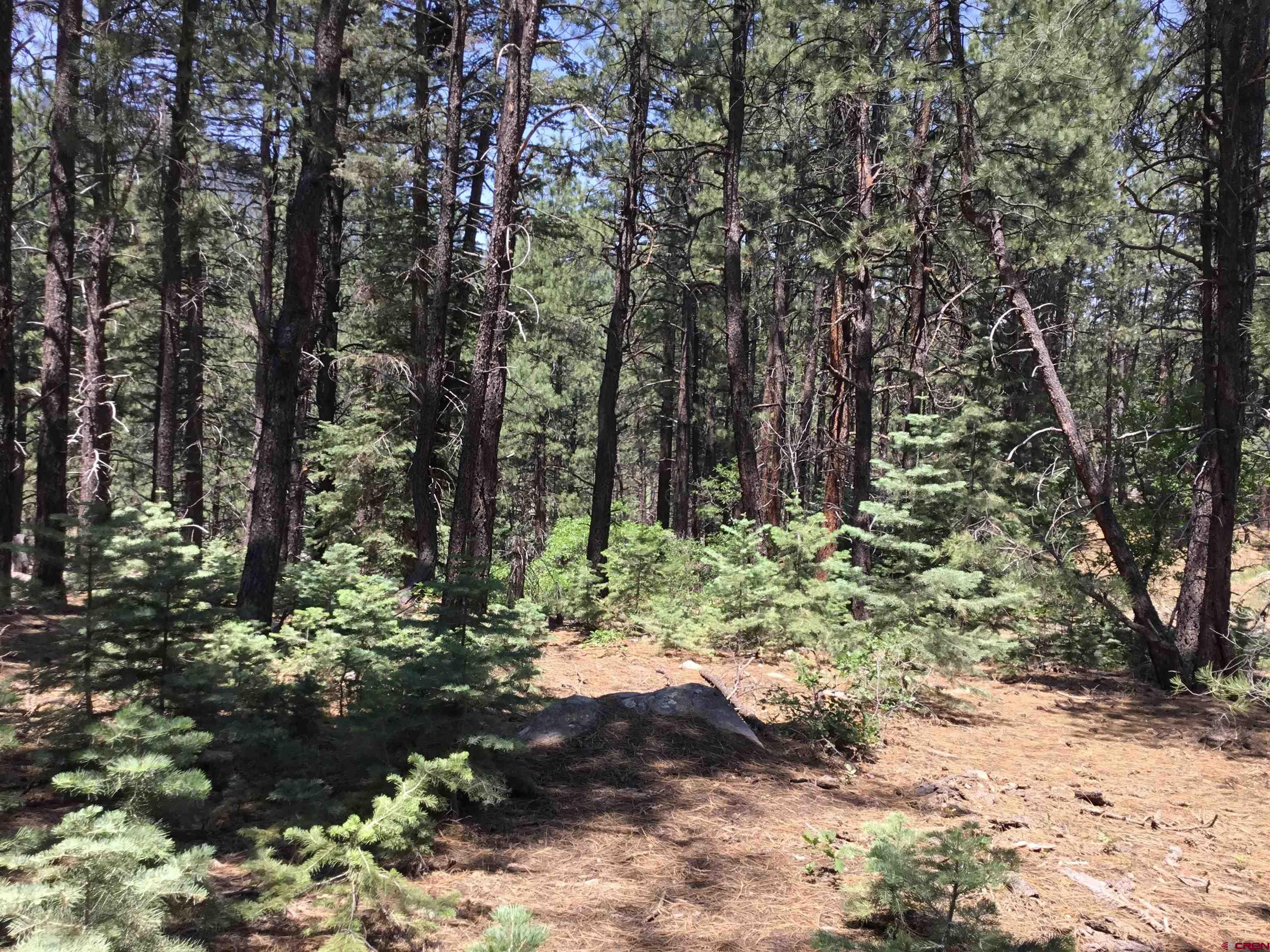 429 Enchanted Forest Bayfield, CO 81122 - Photo 5 of 16