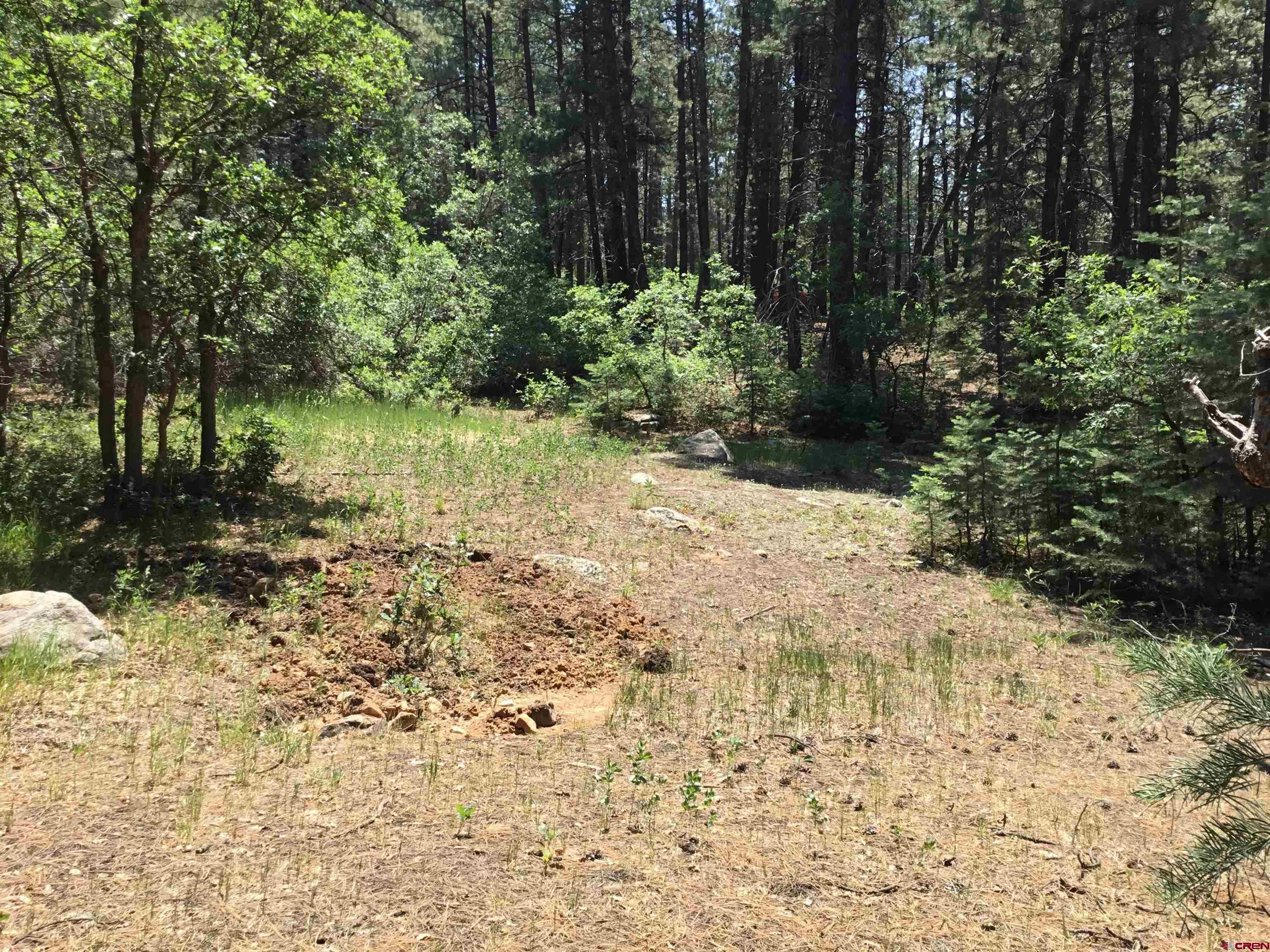 429 Enchanted Forest Bayfield, CO 81122 - Photo 6 of 16 a view of a yard with plants and trees