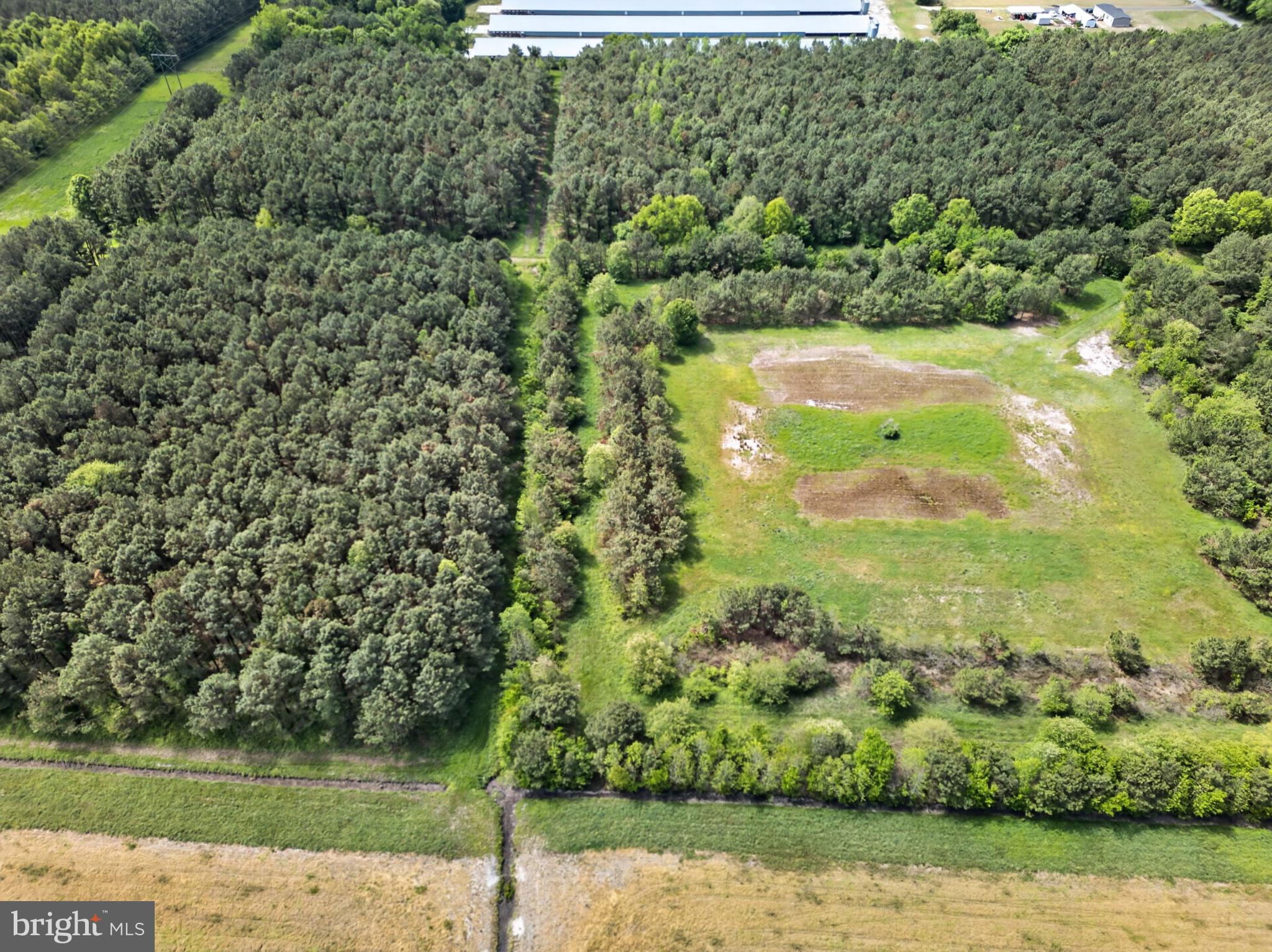 2435 Payne Road Pocomoke City, MD 21851 - Photo 11 of 75 Expansive green landscape meets forest.
