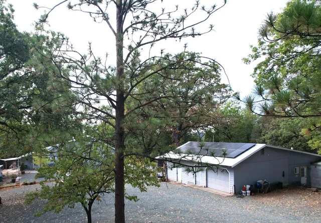 a view of a forest with trees