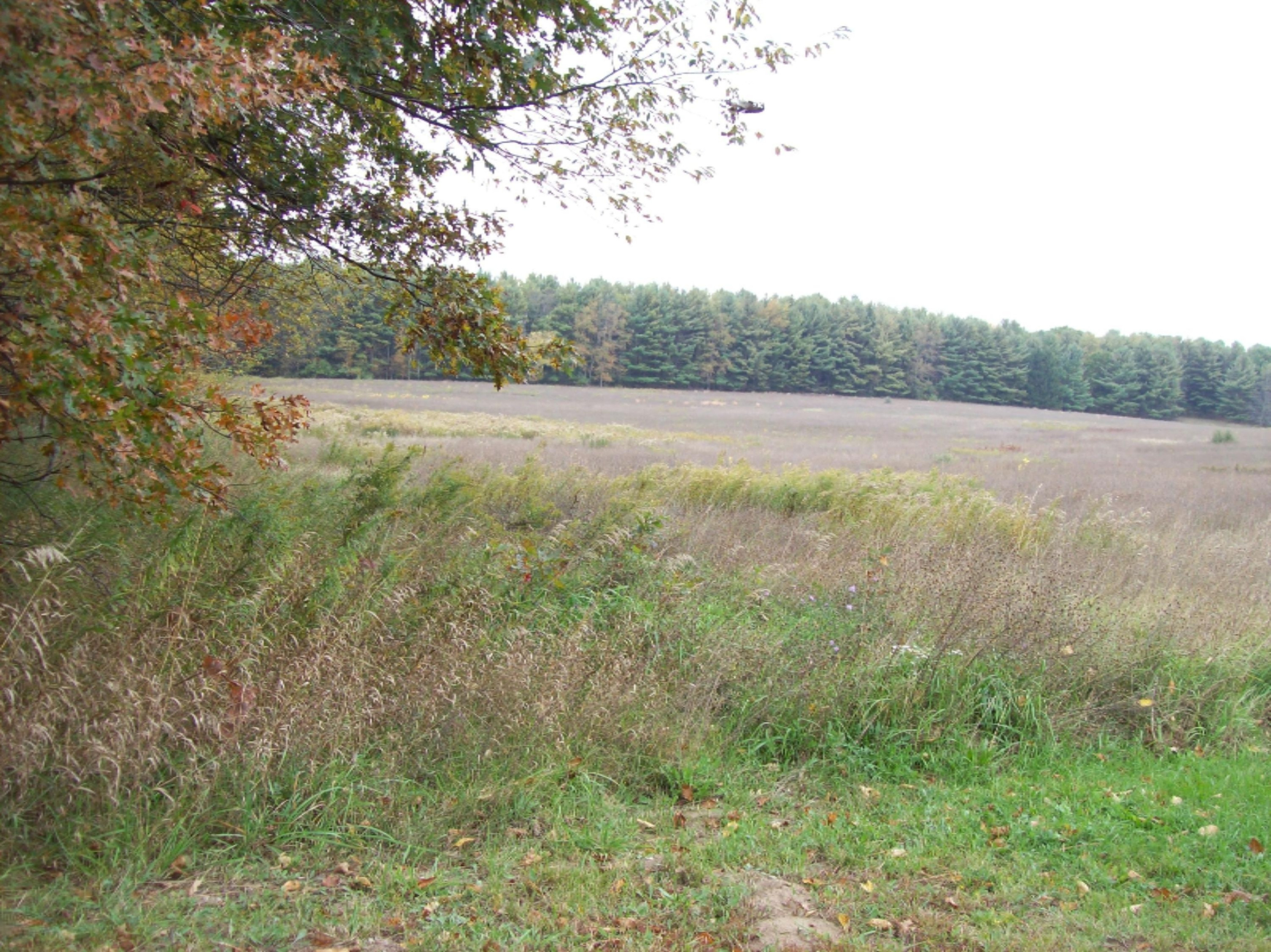 0 Edgar Road Edmore, MI 48829 - Photo 1 of 11 100_3048