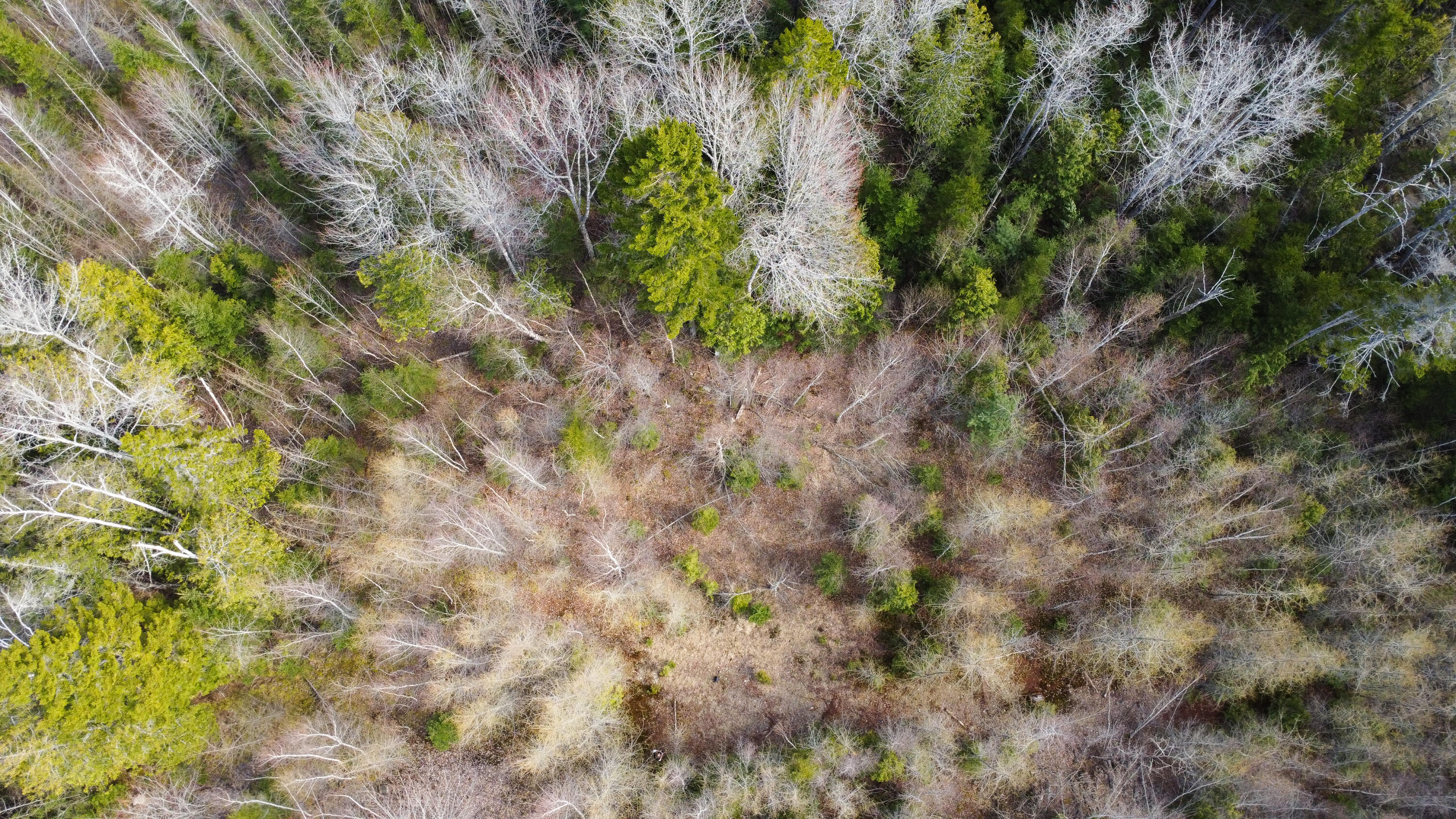 M13-l4 Pond Road Gouldsboro, ME 04607 - Photo 4 of 13 Clearing
