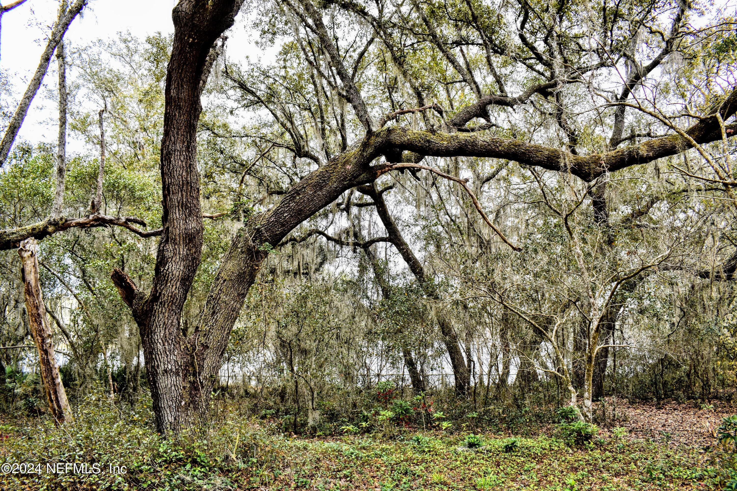 112 Hanson Road Interlachen, FL 32148 - Photo 1 of 13 a picture of tree