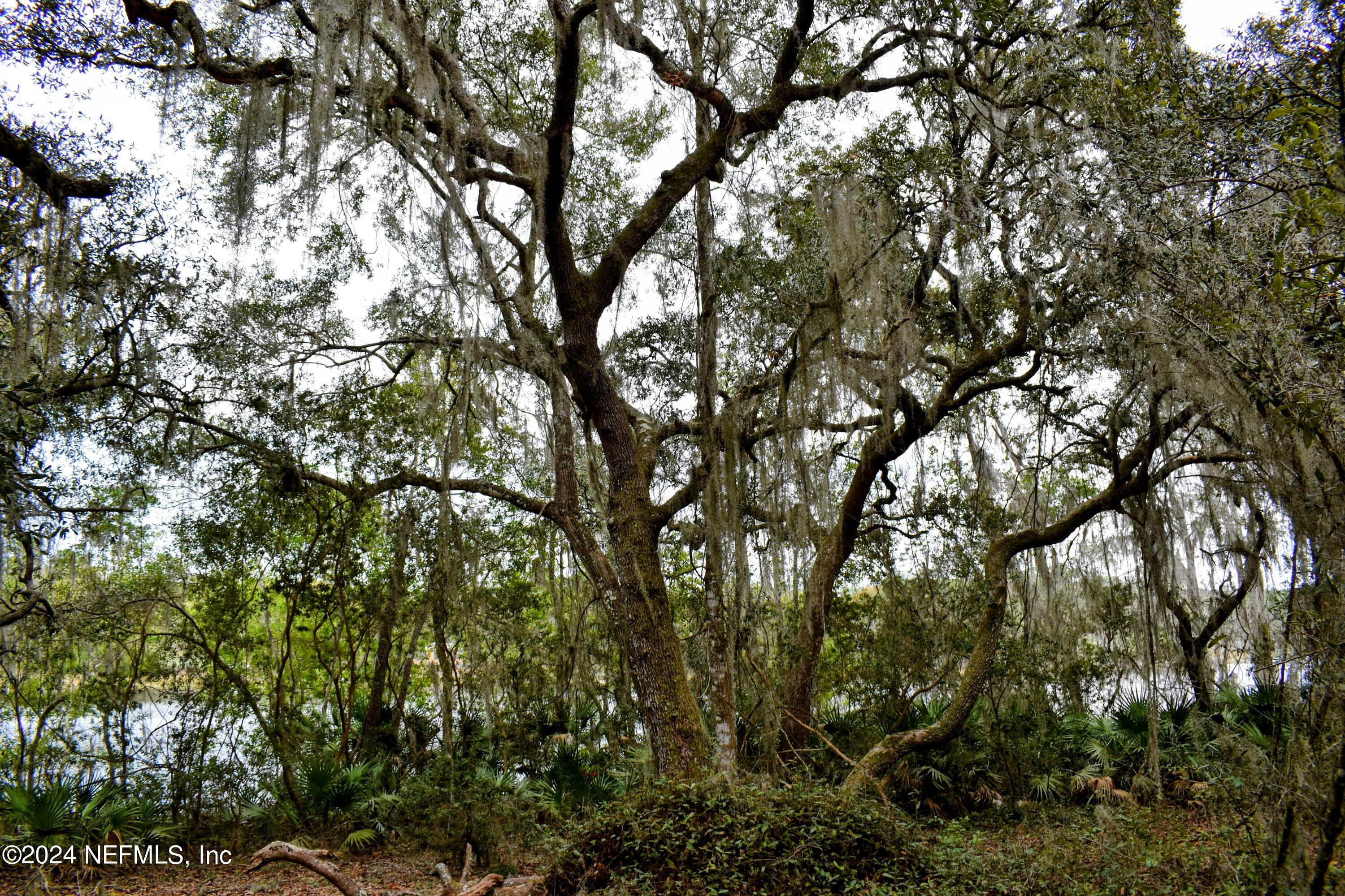 112 Hanson Road Interlachen, FL 32148 - Photo 4 of 13 a view of tree