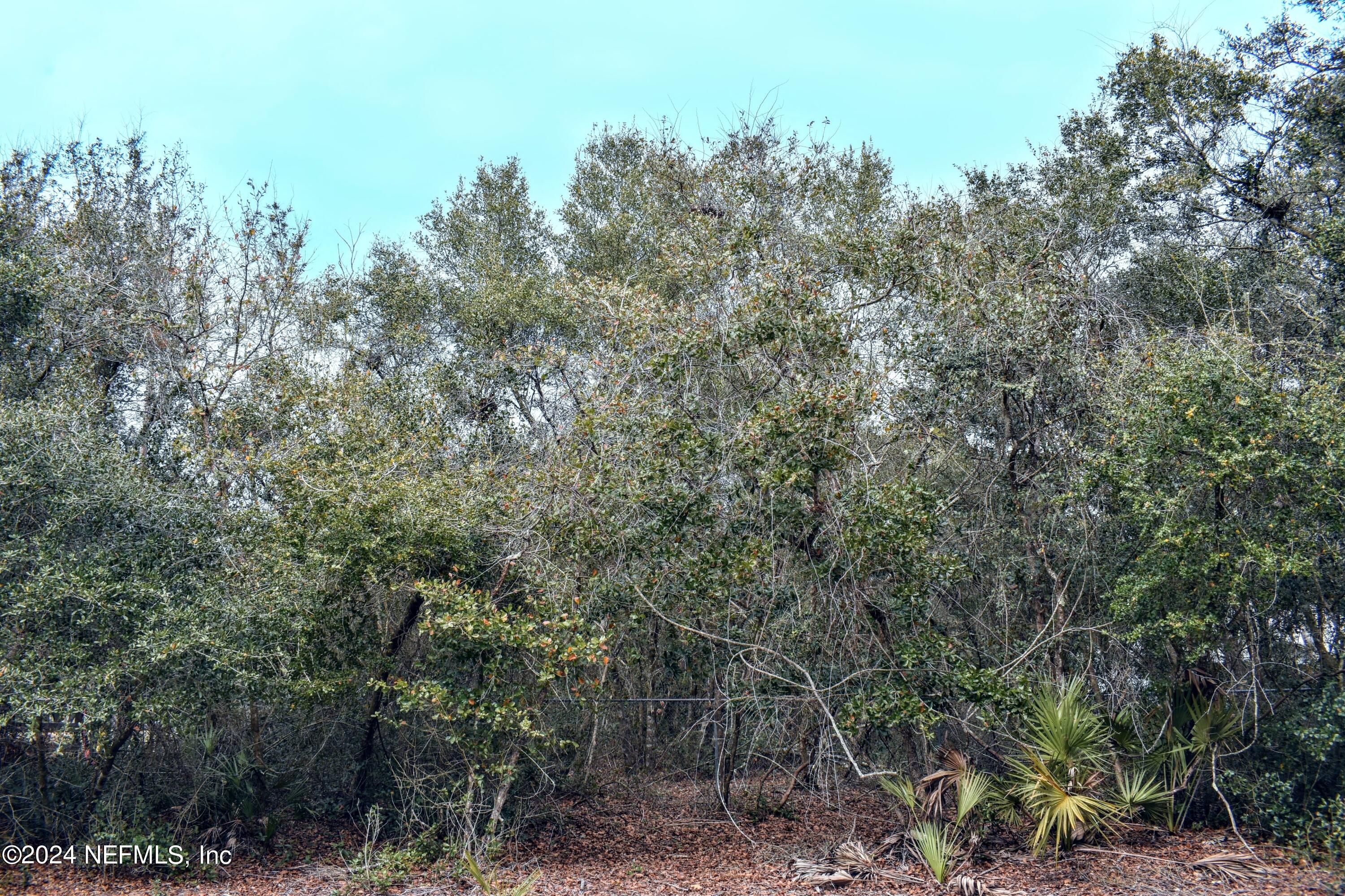 112 Hanson Road Interlachen, FL 32148 - Photo 9 of 13 a view of a forest with trees in front of it