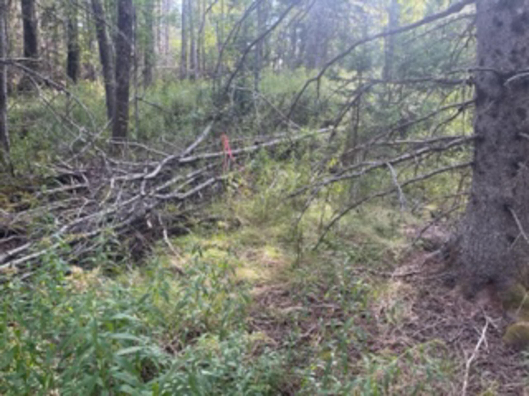 M40-l85 Lyons Road Lubec, ME 04652 - Photo 11 of 13 IMG_3076