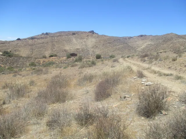 a view of a dry yard