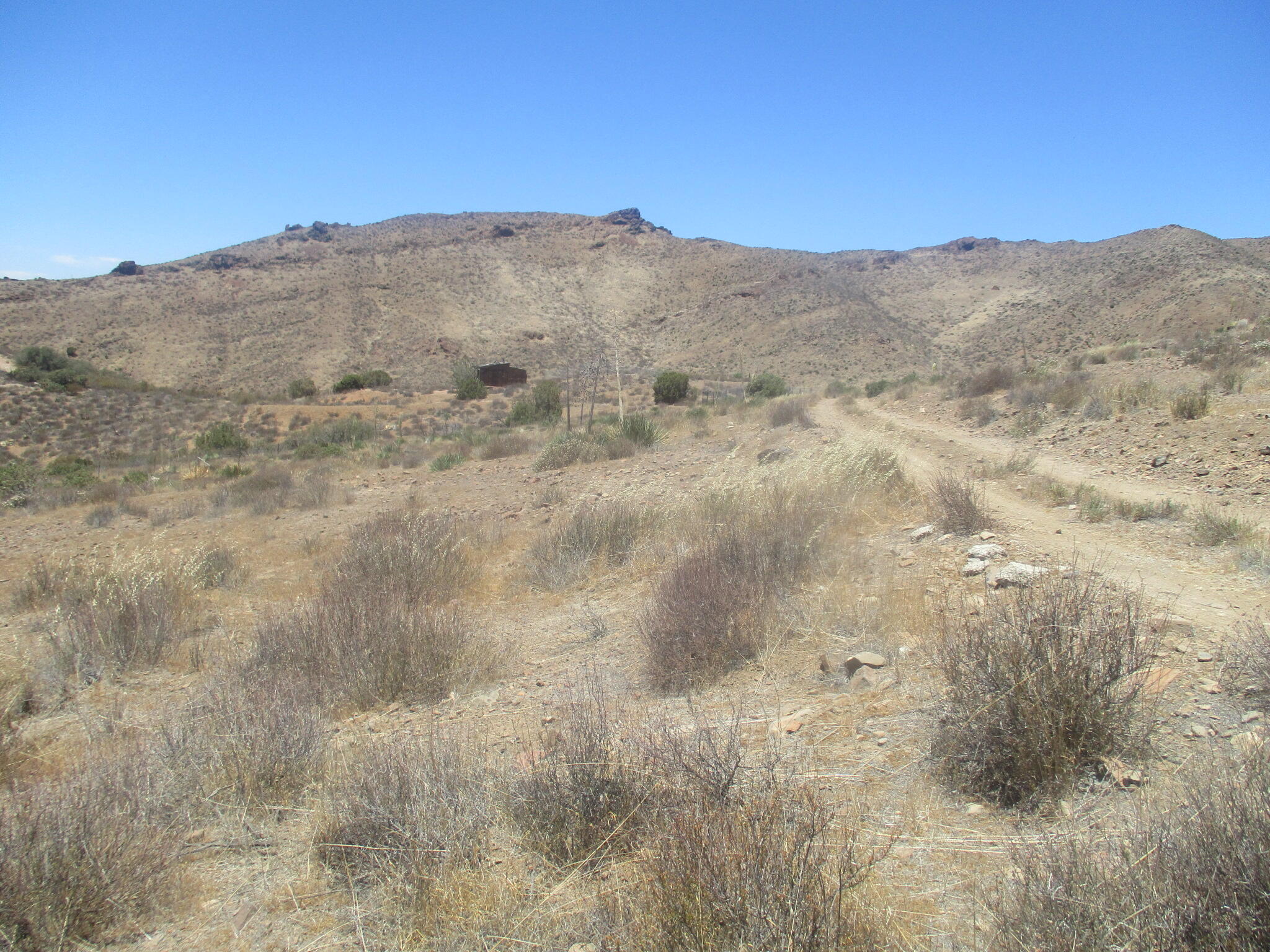 a view of a dry yard