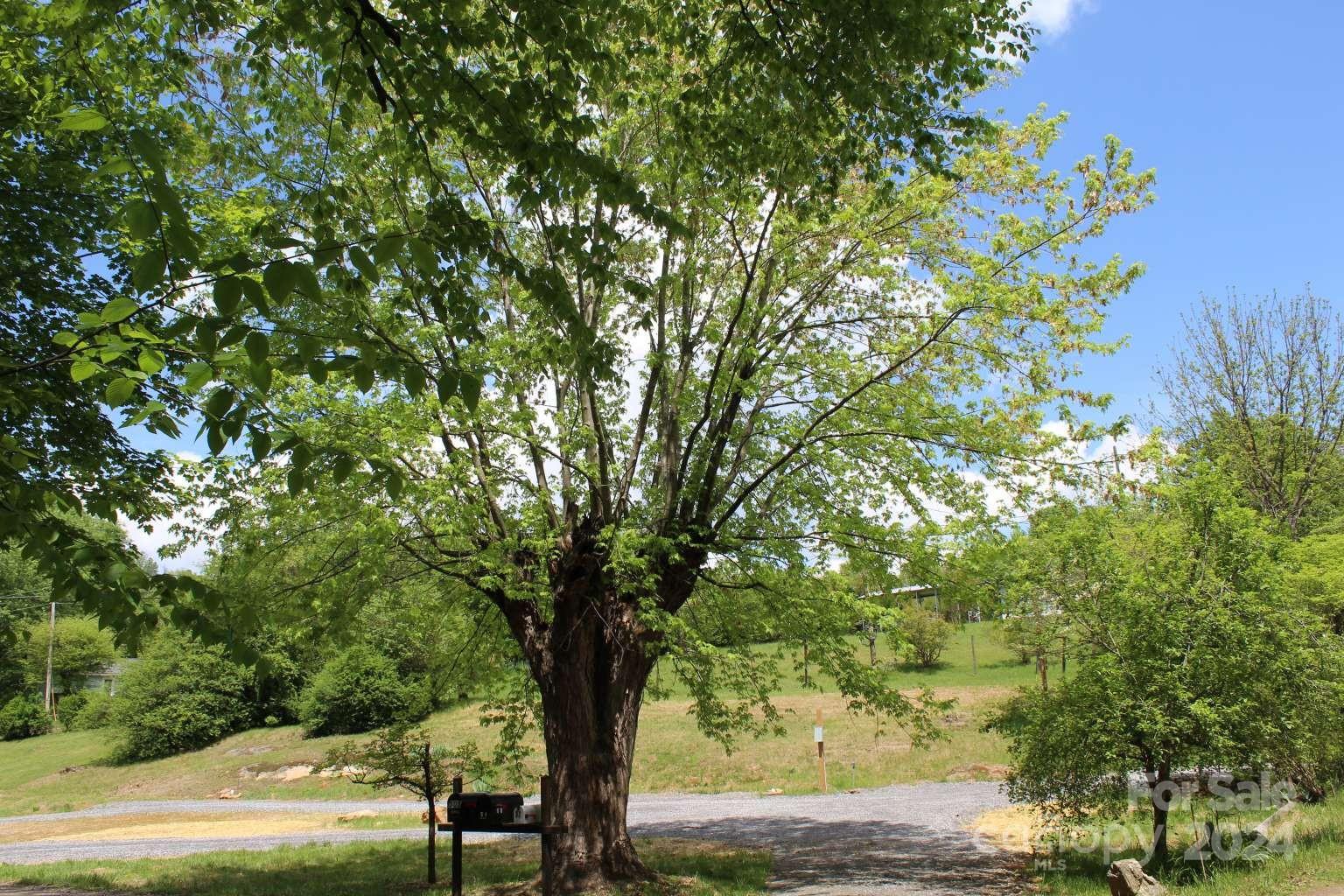 505 Mundy Field Road Canton, NC 28716 - Photo 1 of 22 a view of a tree in a yard
