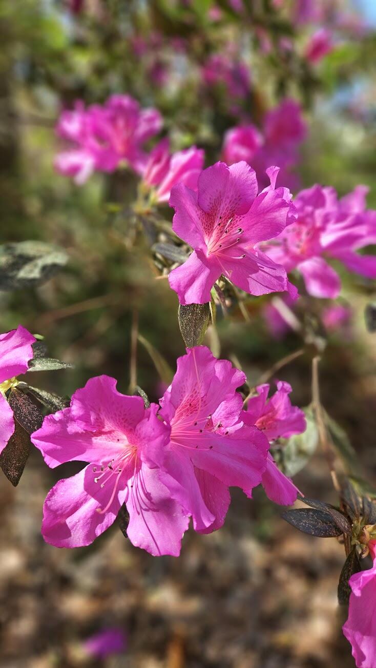 116 Underhill Road Walterboro, SC 29488 - Photo 5 of 35 Photos