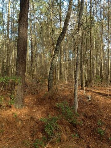 0 Barons Road, Unit LOT 6 Summerville, SC 29483 - Photo 8 of 8 resized01