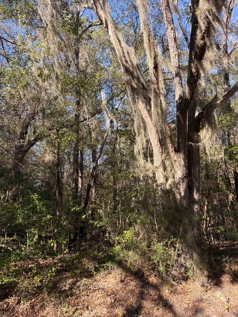 0 Trade Hill Road Midway, GA 31320 - Photo 2 of 10