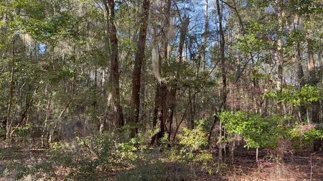 0 Trade Hill Road Midway, GA 31320 - Photo 6 of 10