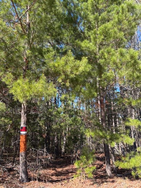 0 Edgar Jones Road Mauk, GA 31058 - Photo 8 of 21 Gallery Image 8