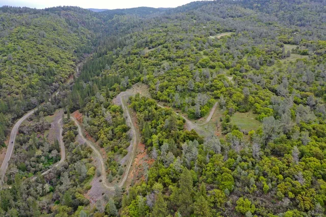 a view of a garden with a tree