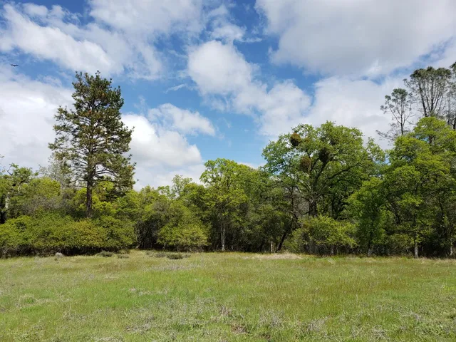 a view of a yard with a tree
