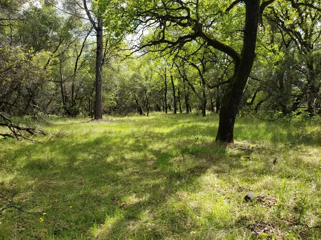 a view of a garden with a tree
