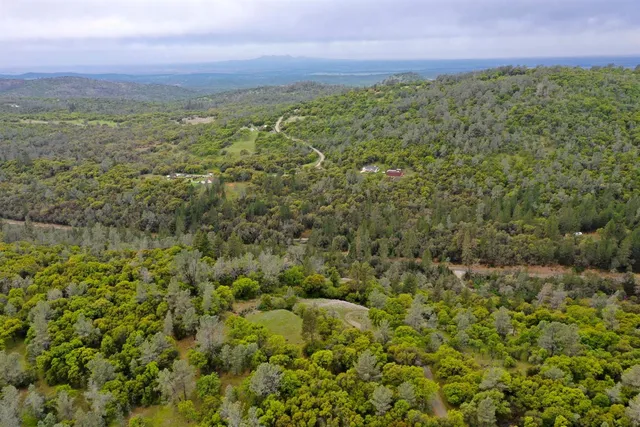 a view of a garden with a tree