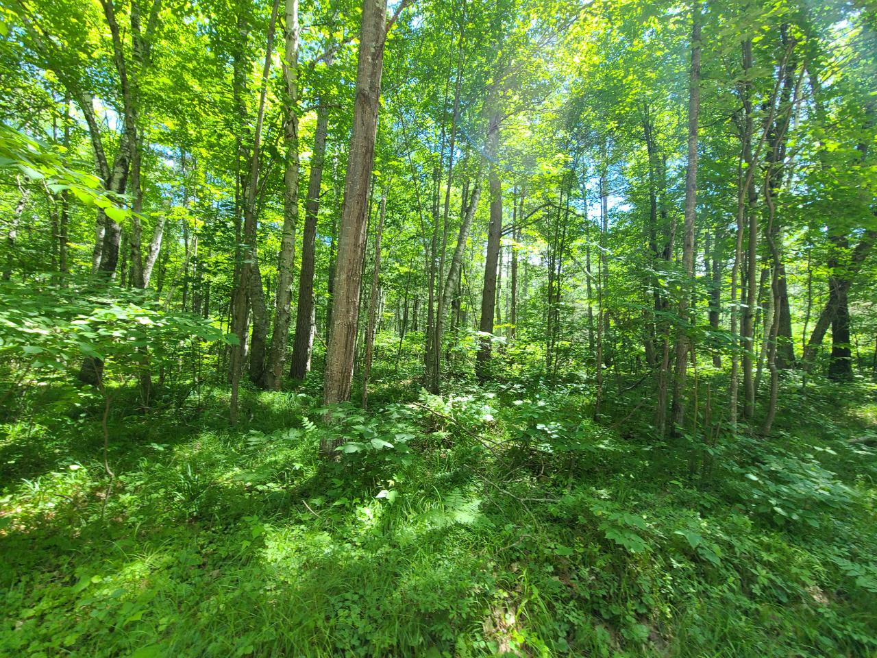 Lot 5 Sunrise Road Woodruff, WI 54568 - Photo 2 of 5 Gallery Image 2