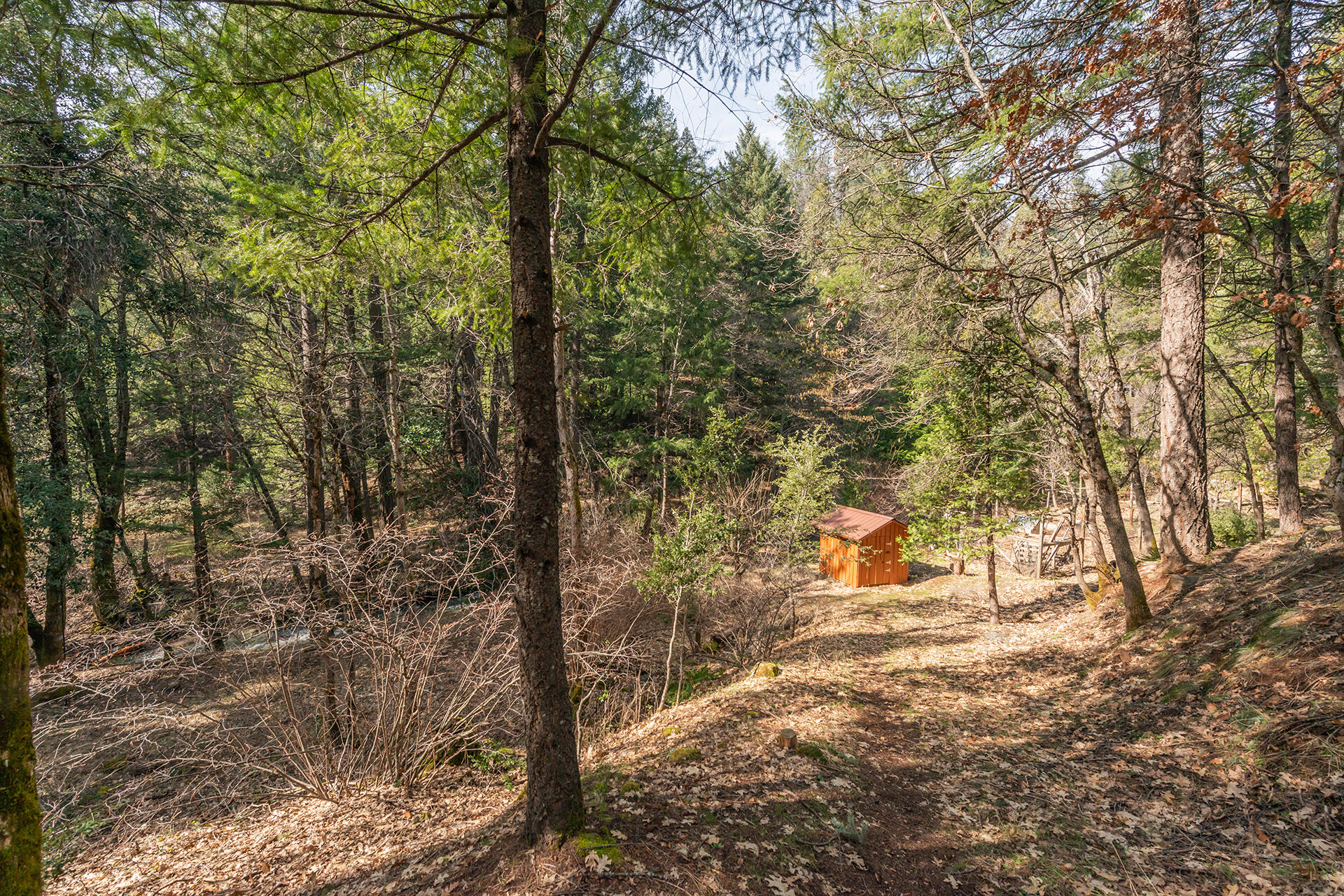 491 East Branch Road Weaverville, CA 96093 - Photo 23 of 59 a view of a forest filled with trees