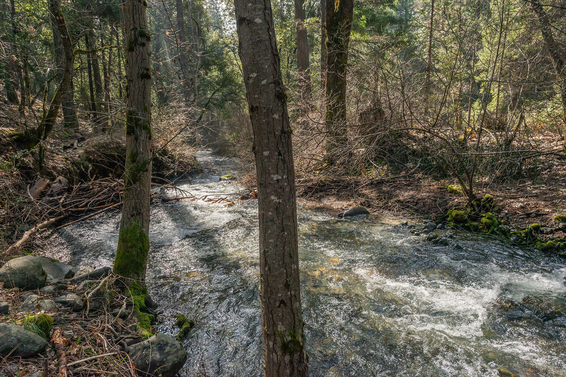 491 East Branch Road Weaverville, CA 96093 - Photo 25 of 59 creek