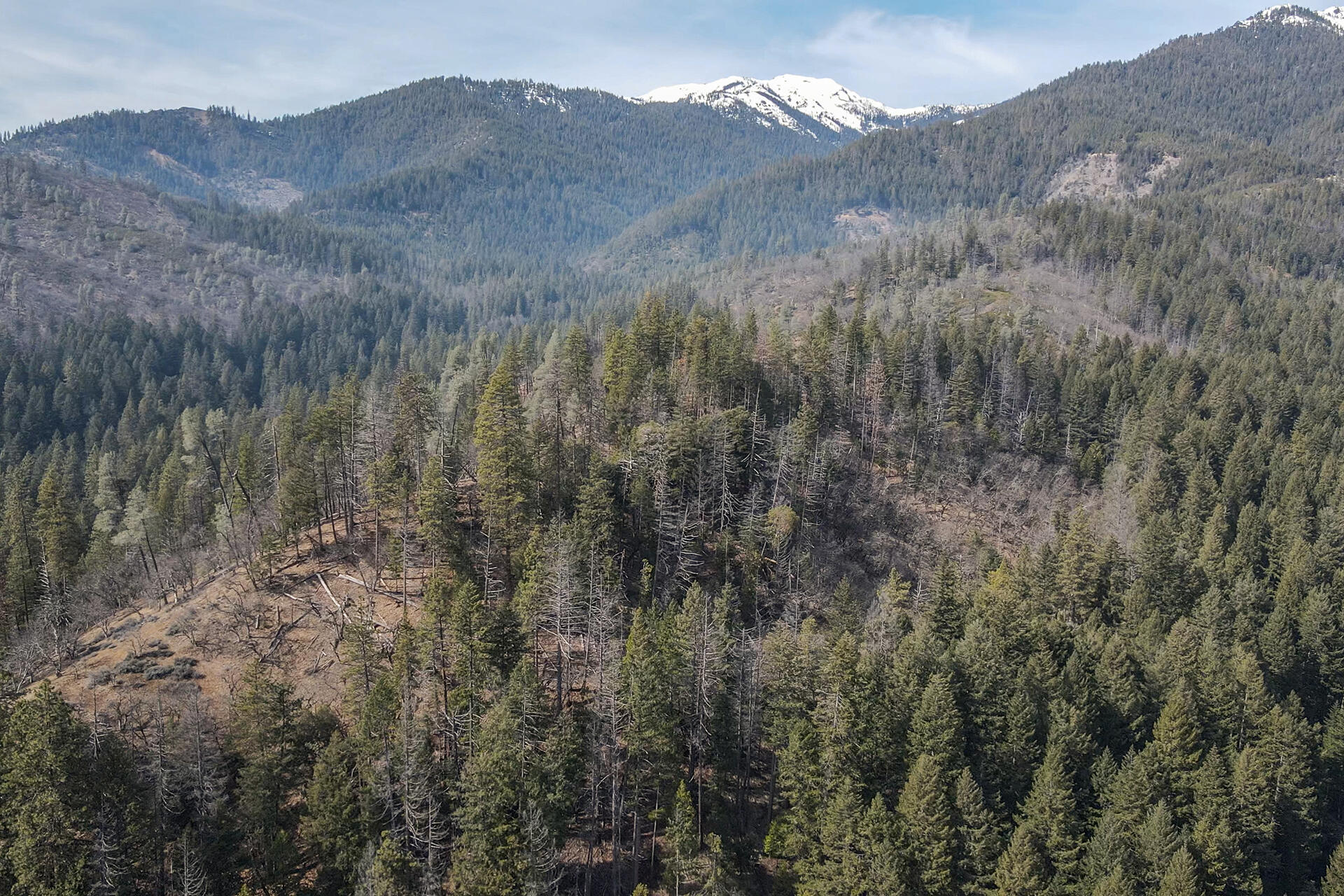 491 East Branch Road Weaverville, CA 96093 - Photo 6 of 59 a view of a house with a mountain and a forest