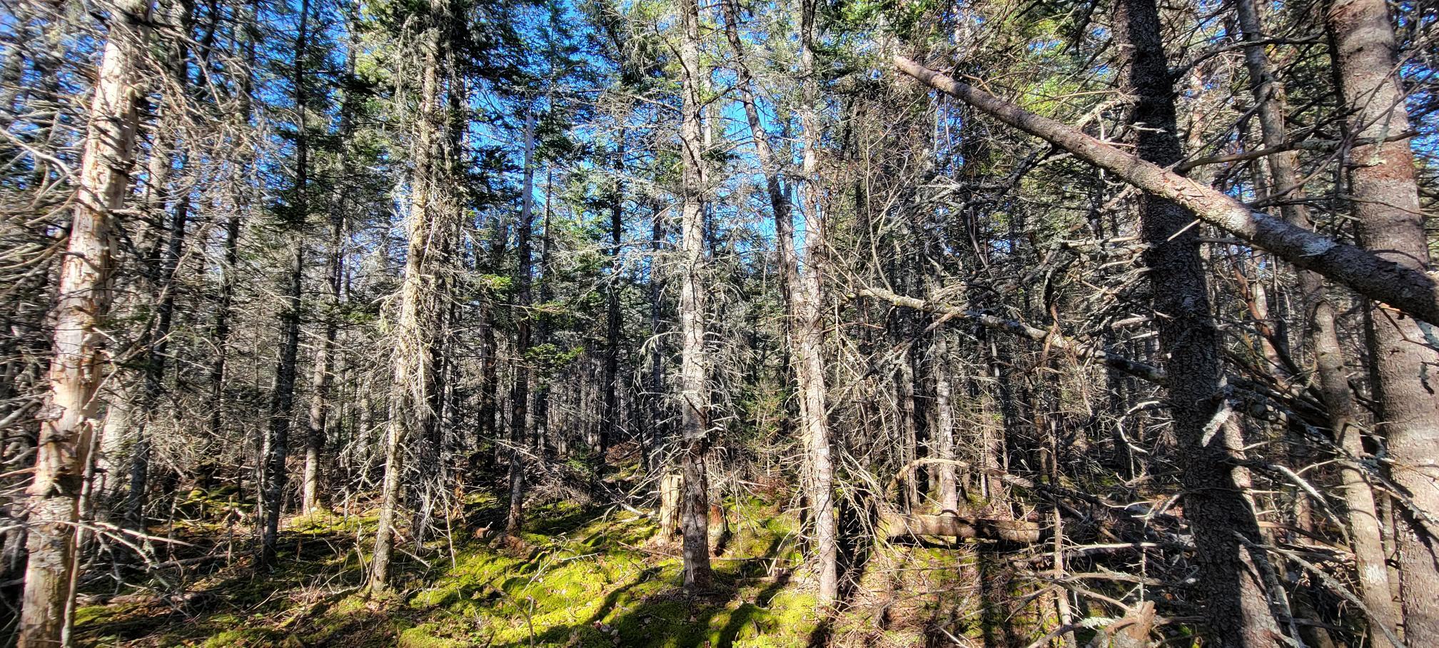 49 Sis Porter Road Sedgwick, ME 04676 - Photo 22 of 39 Lot 6