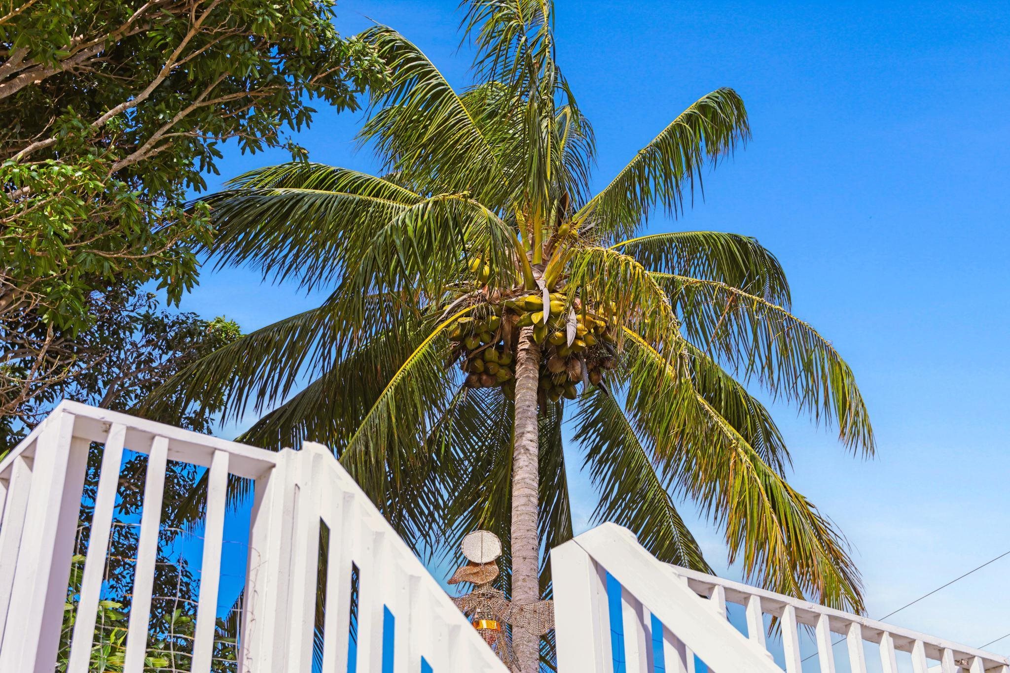 6 Kahope Place Haiku, HI 96708 - Photo 44 of 49 a view of a palm tree with wooden fence
