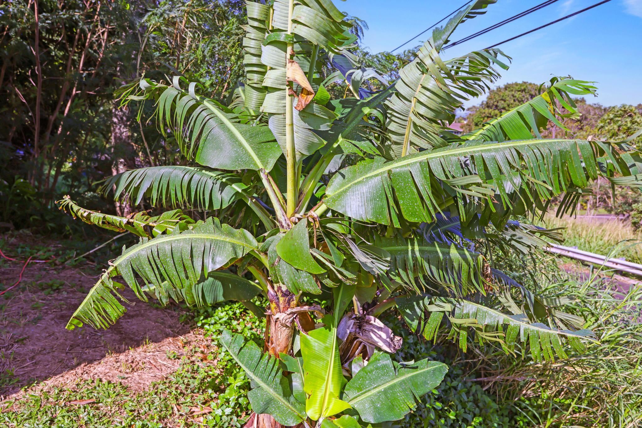6 Kahope Place Haiku, HI 96708 - Photo 45 of 49 a view of a plant in a garden