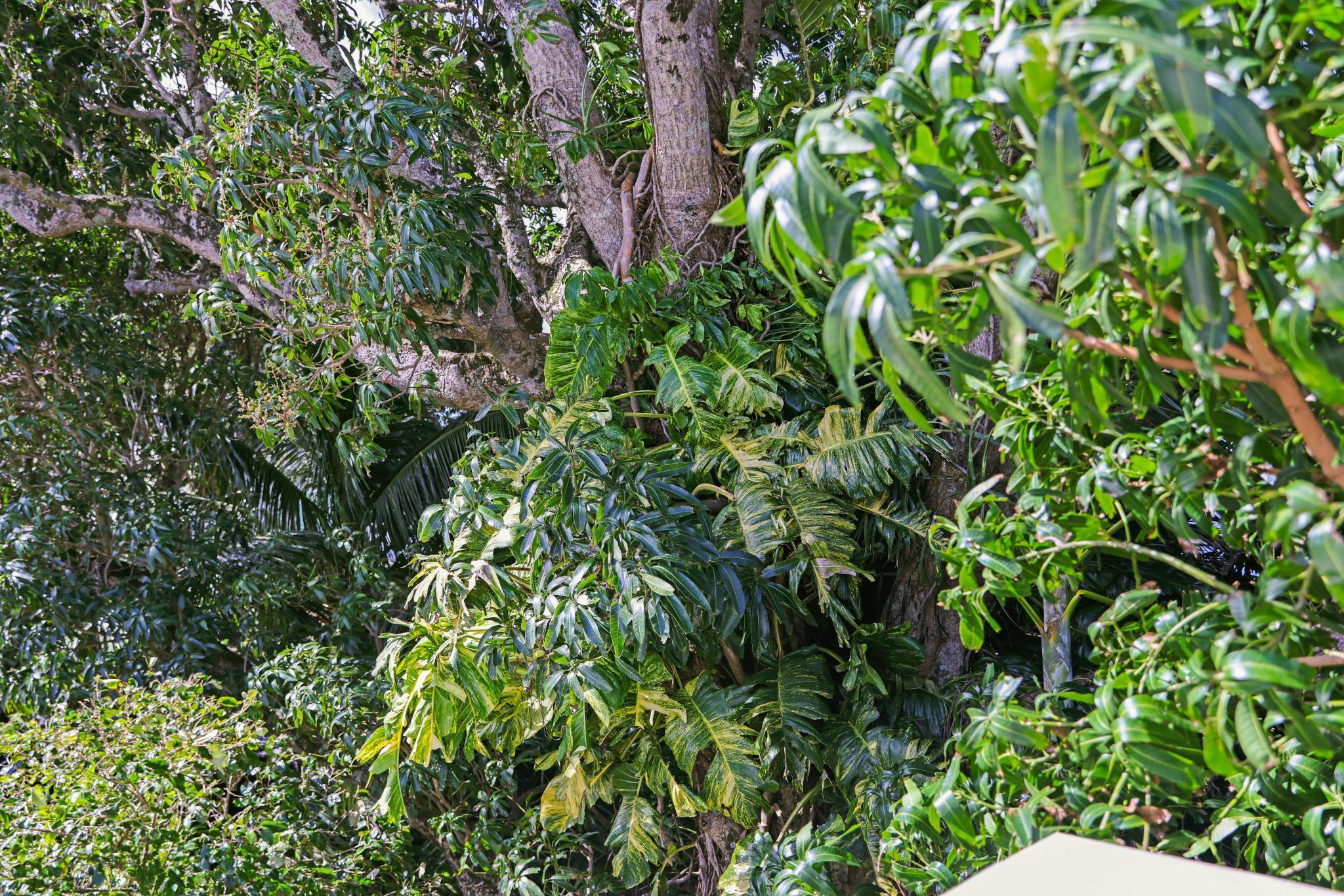 6 Kahope Place Haiku, HI 96708 - Photo 46 of 49 a backyard of a house with lots of green space