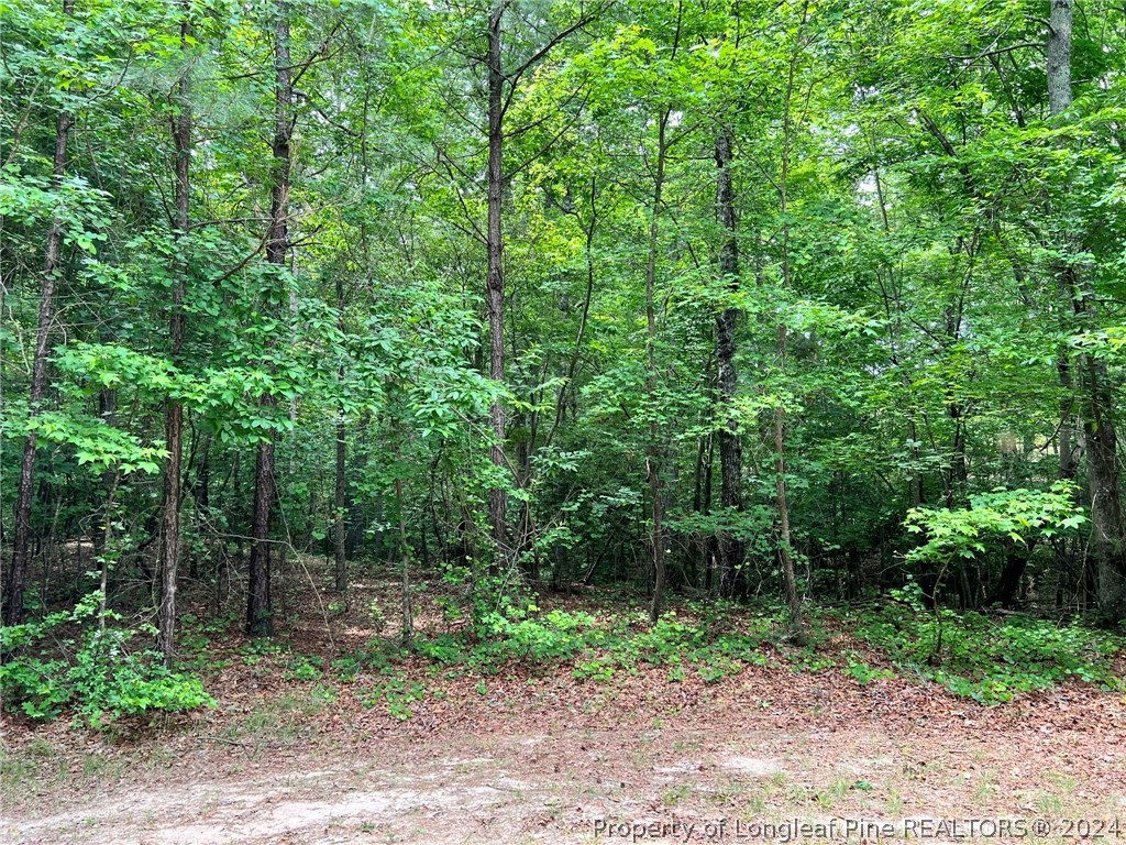 170 Filly Run Lane Carthage, NC 28327 - Photo 8 of 15 Gallery Image 8