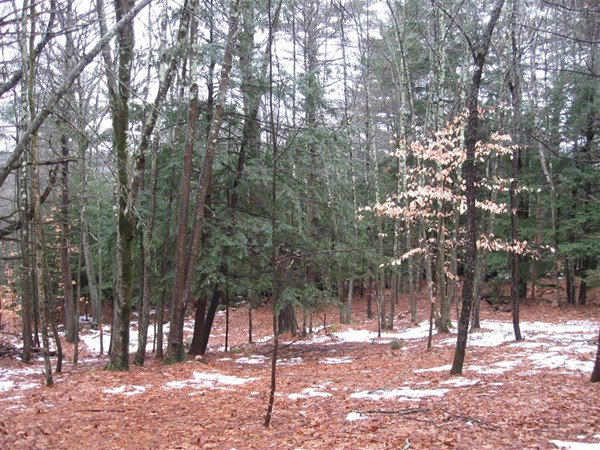 52 Northeast Fitzwilliam Road Royalston, MA 01368 - Photo 1 of 10 a view of outdoor space with trees
